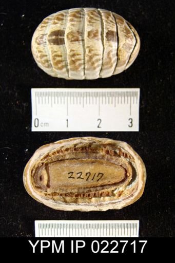 undet. Polyplacophora