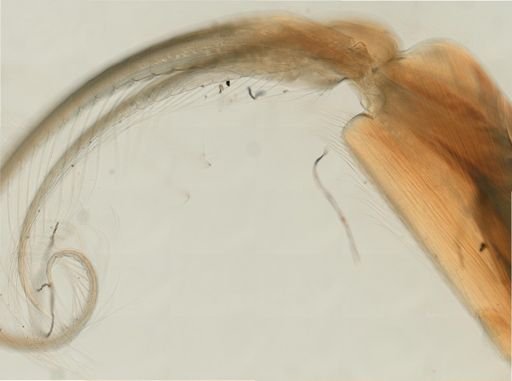 Decapoda