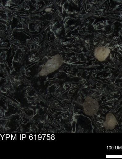 undet. Foraminiferida