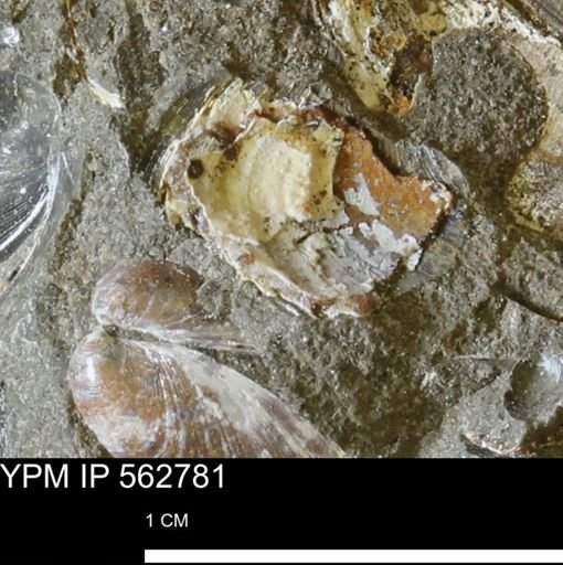 undet. Bivalvia