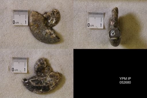 Hoploscaphites comprimus