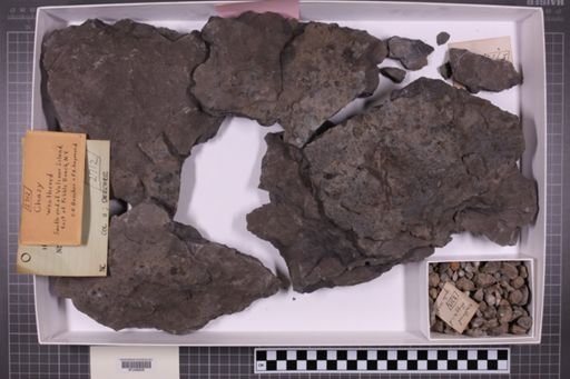 mixed taxa, stratigraphic collection