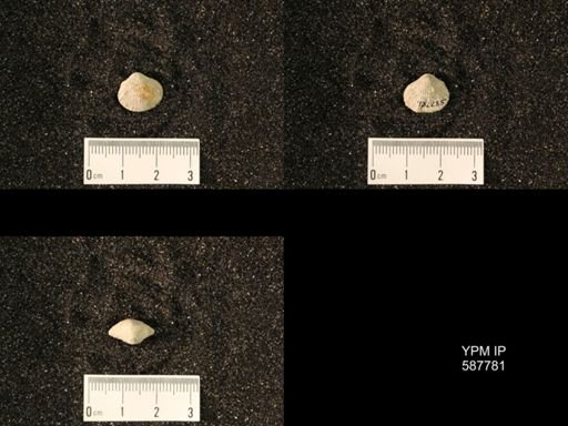 Anastrophia internascens
