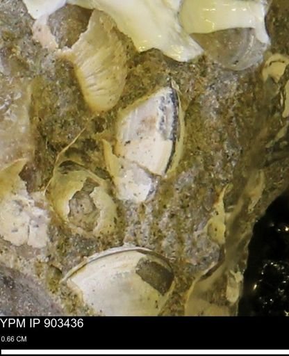 Corbulamella?