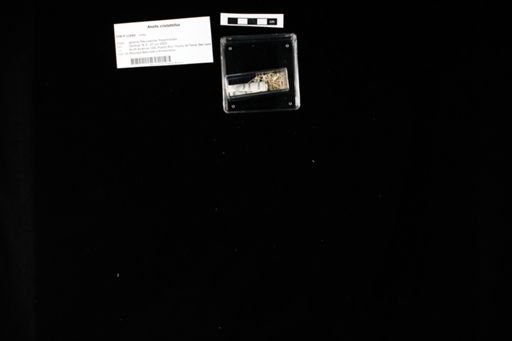 Anolis cristatellus