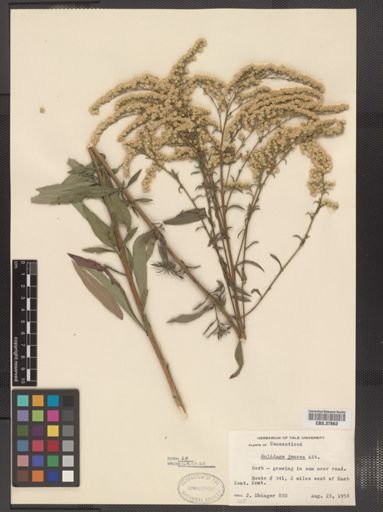 Solidago juncea