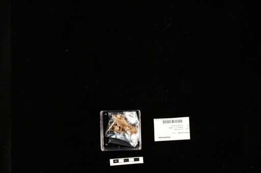 Siluriformes