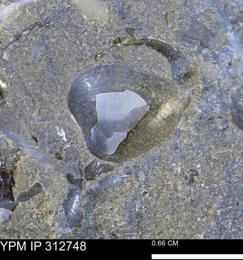 undet. Bivalvia