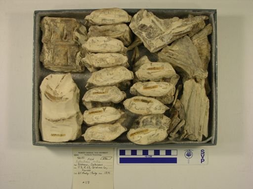 Xiphactinus audax
