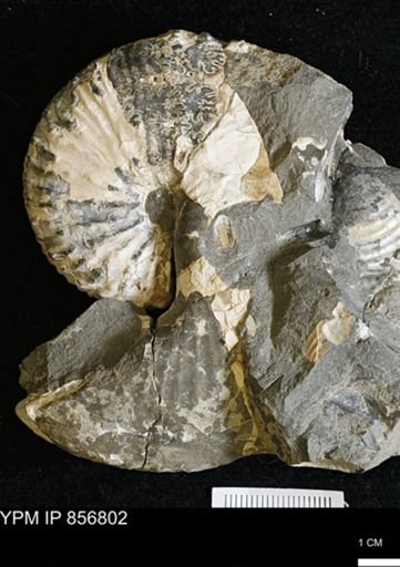 Hoploscaphites sp.