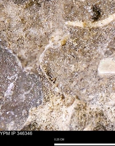 undet. Bivalvia