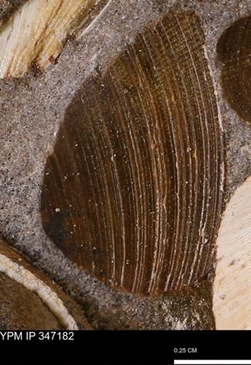 Limopsis striatopunctatus