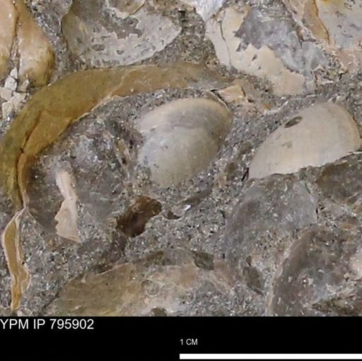 Protocardia?