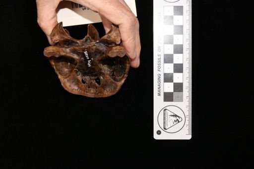 Palatobaena sp.