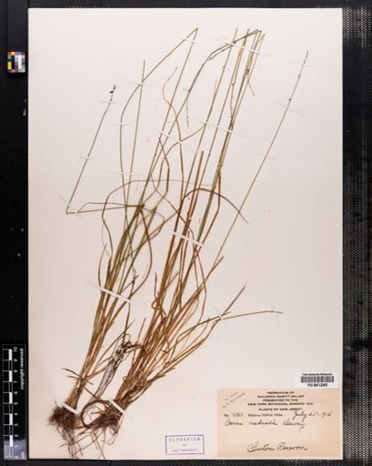 Carex radiata