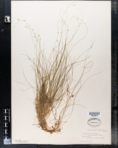 Plantae