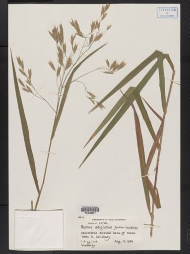 Bromus latiglumis
