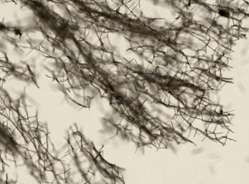 Axinella infundibuliformis