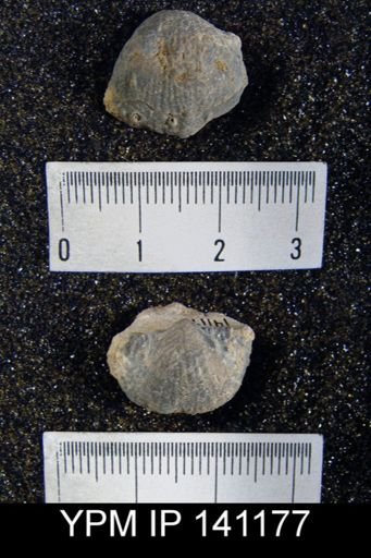 Productus sp.