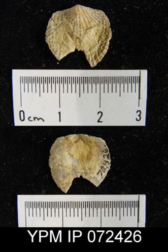 Atrypa tennesseensis