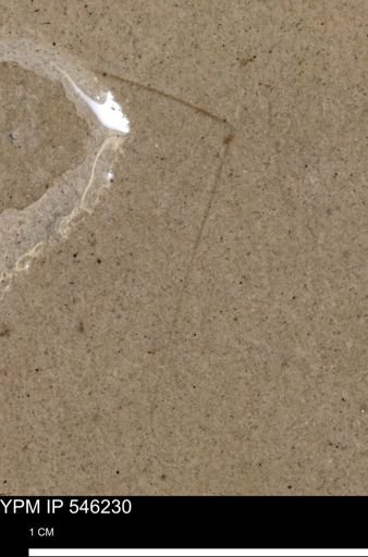 undet. Insecta