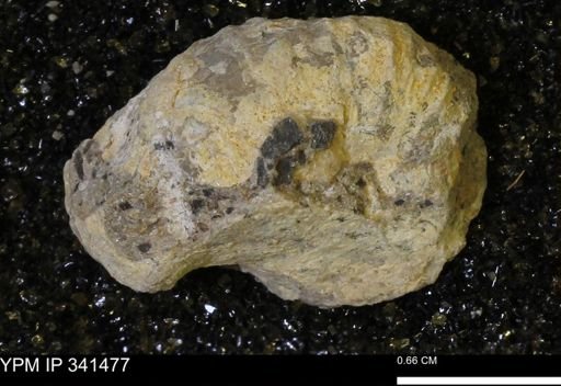 Scaphites sp.