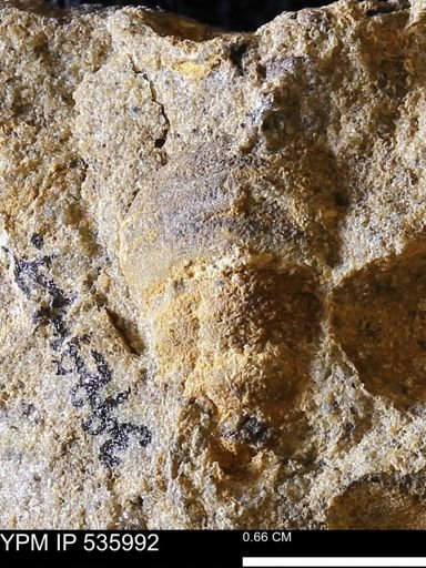 Goniobasis tenuicarinata