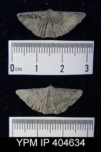 Mucrospirifer mucronatus