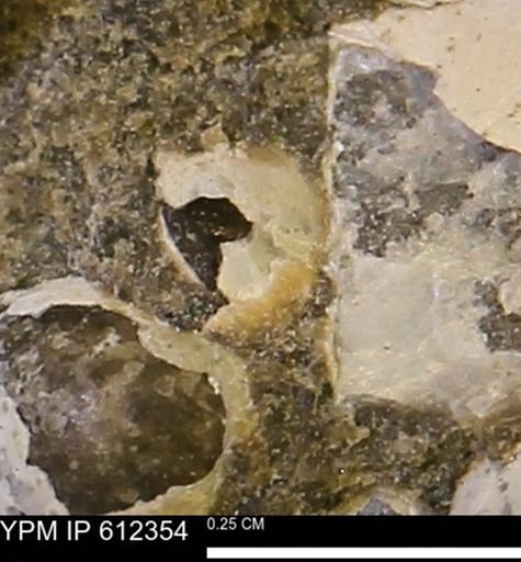 undet. Bivalvia