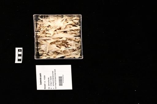 Coryphaenoides rupestris