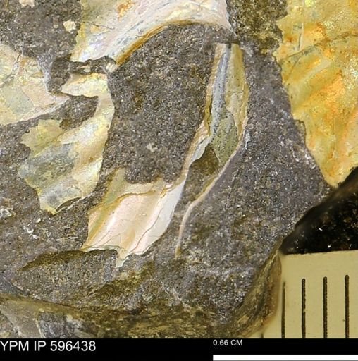 Hoploscaphites sp.