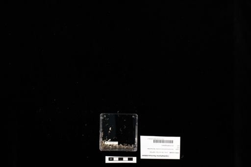 Lepidophyma flavimaculatum