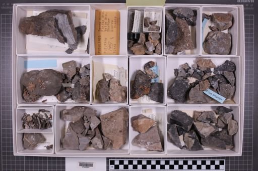 mixed taxa, stratigraphic collection