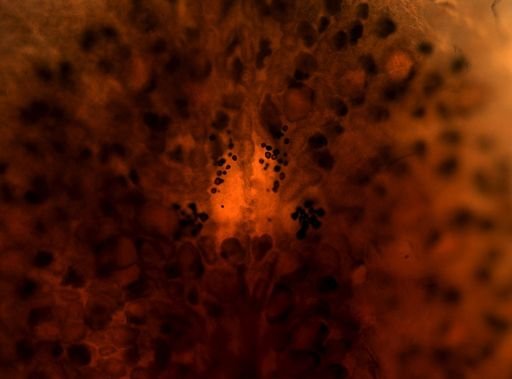 Pleioplana atomata