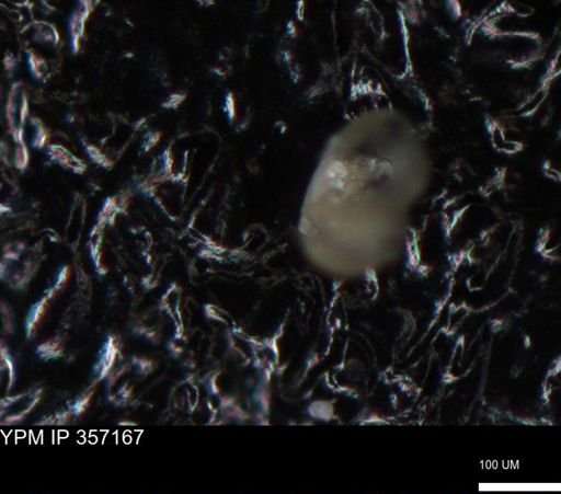 undet. Foraminiferida