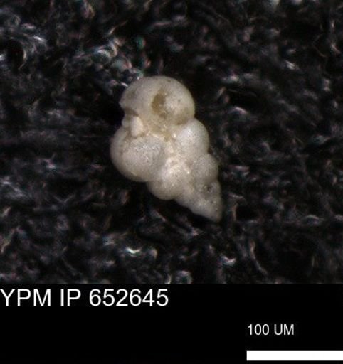 undet. Foraminiferida