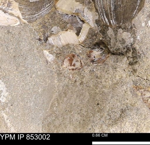 Limopsis striatopunctatus