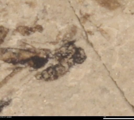 undet. Insecta
