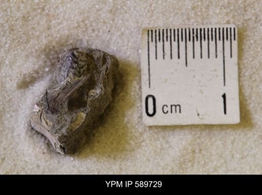 Hoploscaphites nicolletii