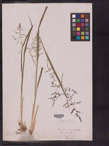 Panicum agrostoides
