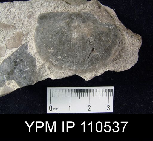 Brachyprion anticostiense