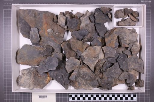 mixed taxa, stratigraphic collection