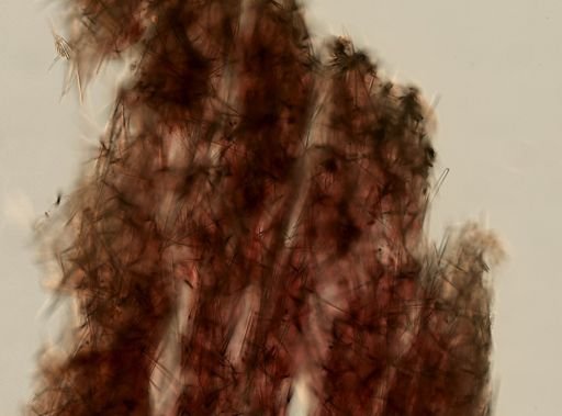 Halichondrida