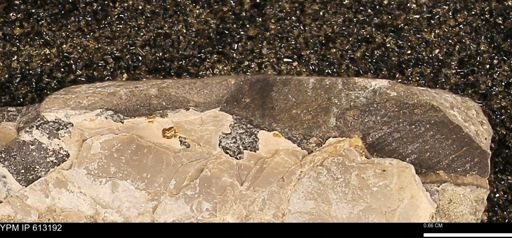 Baculites sp.