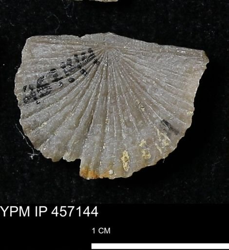 Stropheodonta sp.