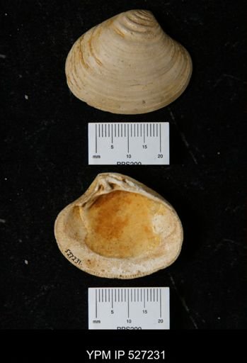 Astarte omalii