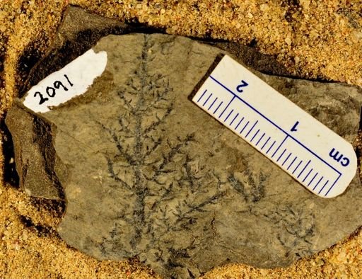 Asterophyllites sp.