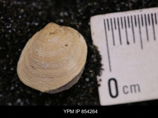 Limopsis striatopunctatus
