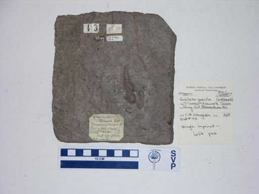 Grallator gracilis
