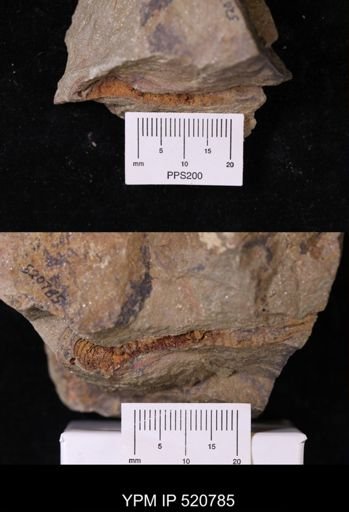 undet. Stylophora